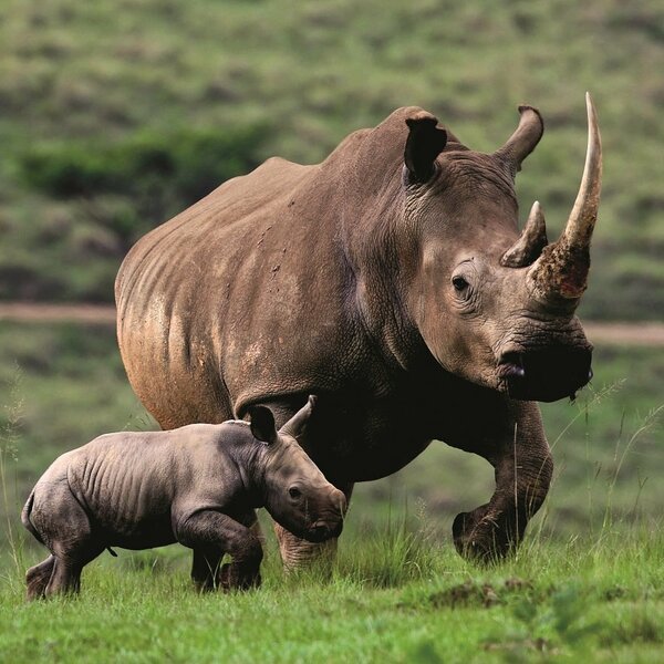 Assam State Zoo cum Botanical Garden